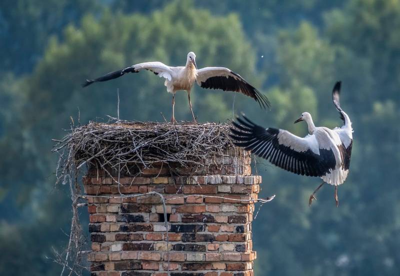 Expert Chimney Animal Removal in Hudson, MA Professional Chimney Animal Removal Services in Hudson, Massachusetts