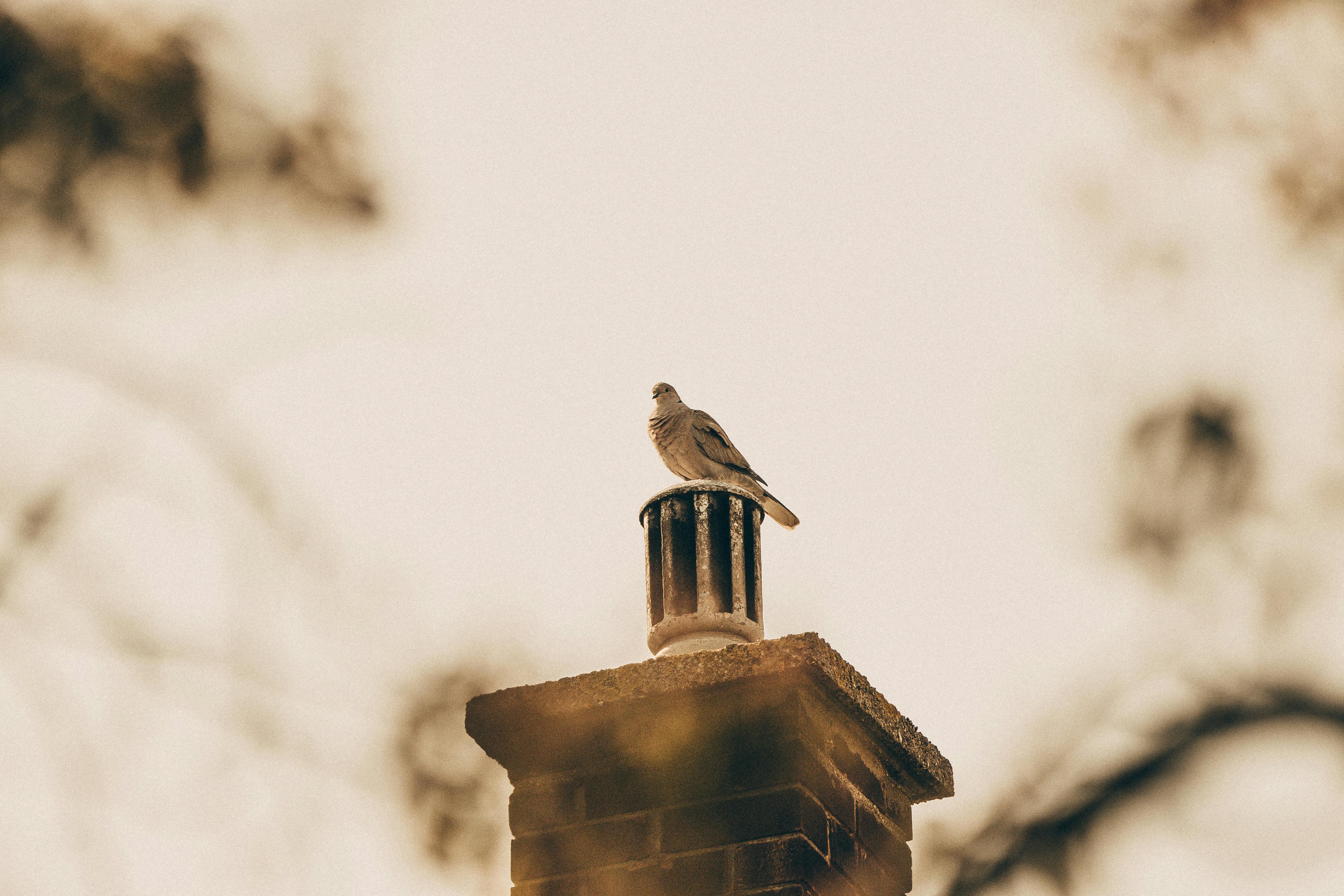 Quality Chimney Caps and Dampers Installation in Hudson, MA Professional Chimney Cap and Damper In Hudson Massachusetts